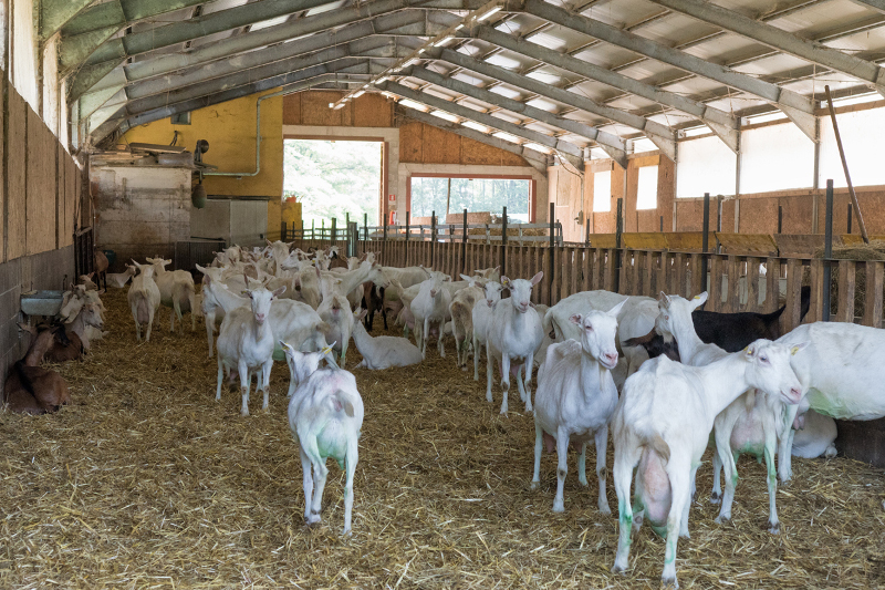 Azienda Agricola "Il Vallone"