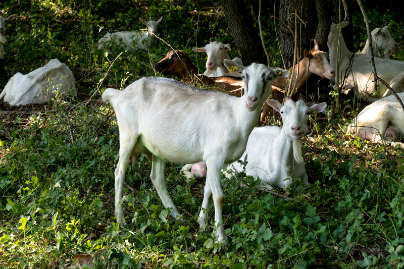 Azienda Agricola "Il Vallone"