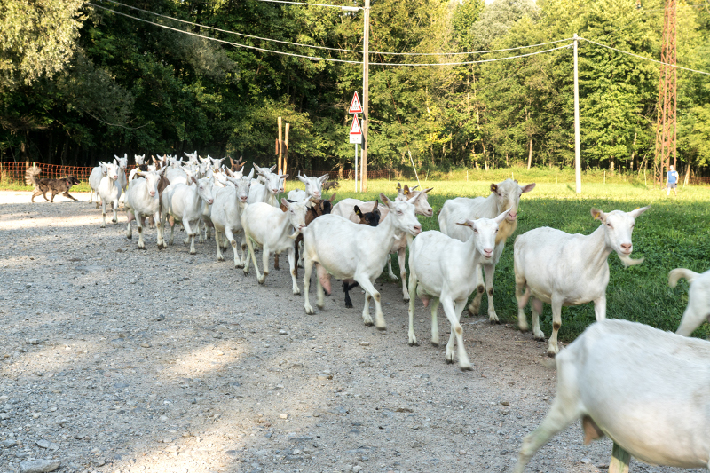 Azienda Agricola "Il Vallone"